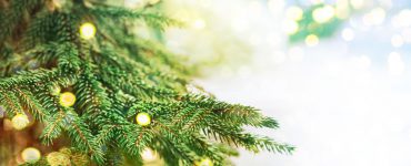 Close-up shot of a Christmas Tree branch