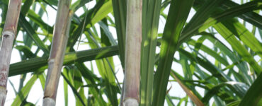 Close-up of sugarcane