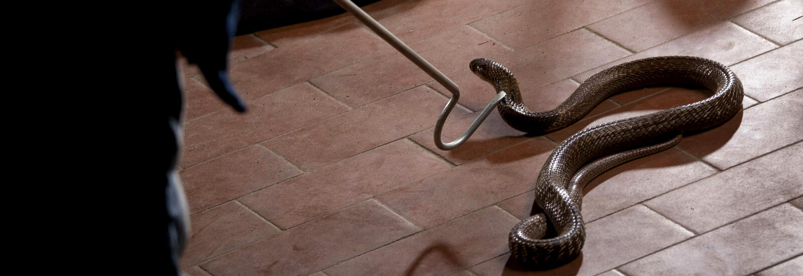 Snake coiled on the floor, with a catcher nearby