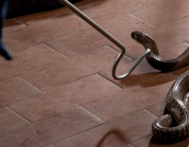 Snake coiled on the floor, with a catcher nearby