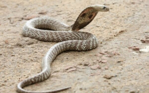 cobra snake in desert