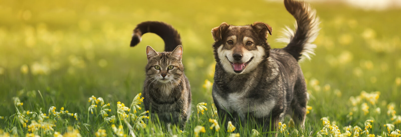 Cat and dog in field