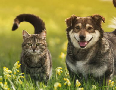 Cat and dog in field