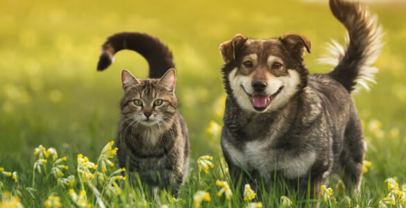 Cat and dog in field