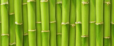 Close-up of bamboo