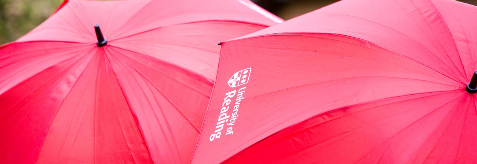 Red umbrellas with the University of Reading logo on