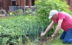 Don harvesting leeks