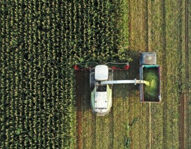A harvester harvesting corn in the field