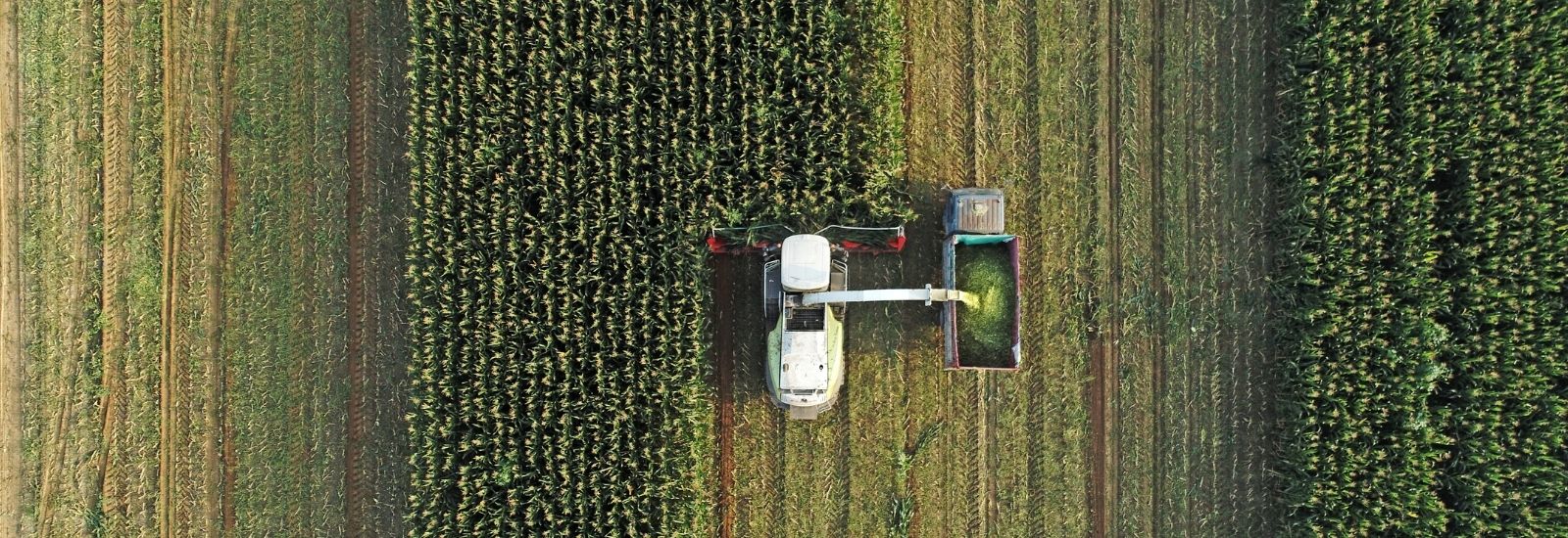 A harvester harvesting corn in the field