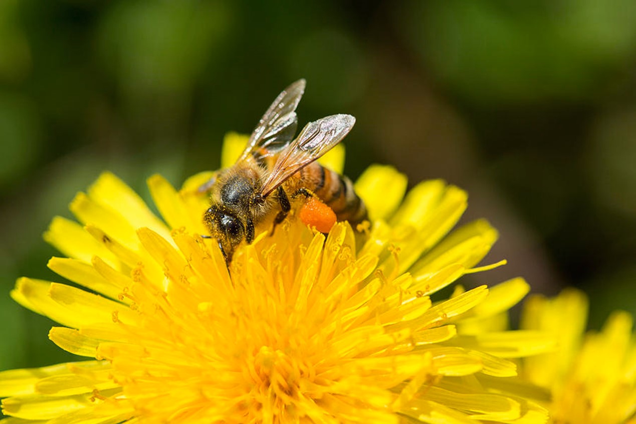 How Do Bees Make Honey? - WorldAtlas