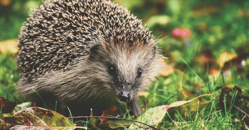 Eco-CSI: “Where have all the hedgehogs gone?”