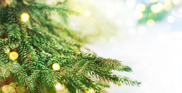 Close-up shot of a Christmas Tree branch