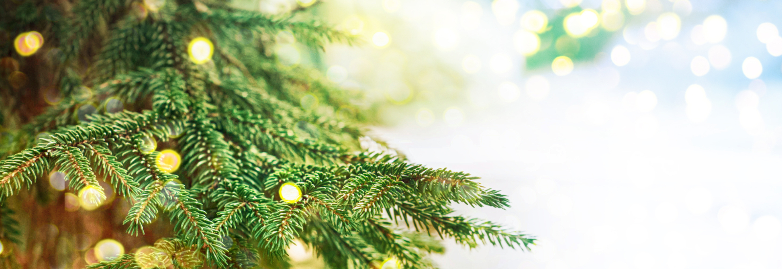 Close-up shot of a Christmas Tree branch
