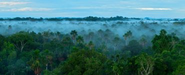 A forest of green trees with low clouds above them