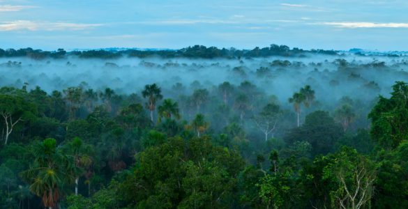 A forest of green trees with low clouds above them