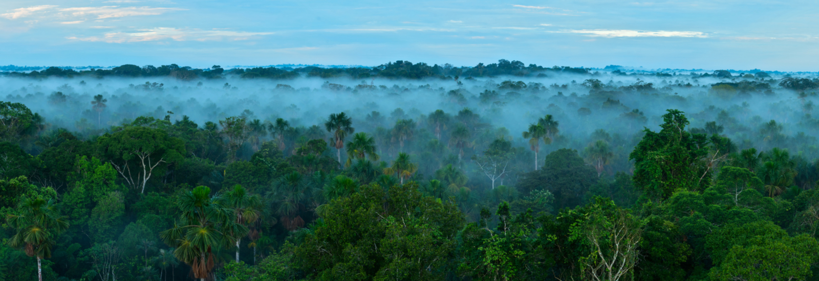 A forest of green trees with low clouds above them