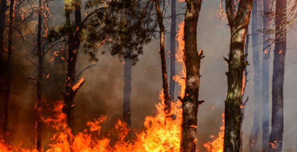 Trees burning in orange flames