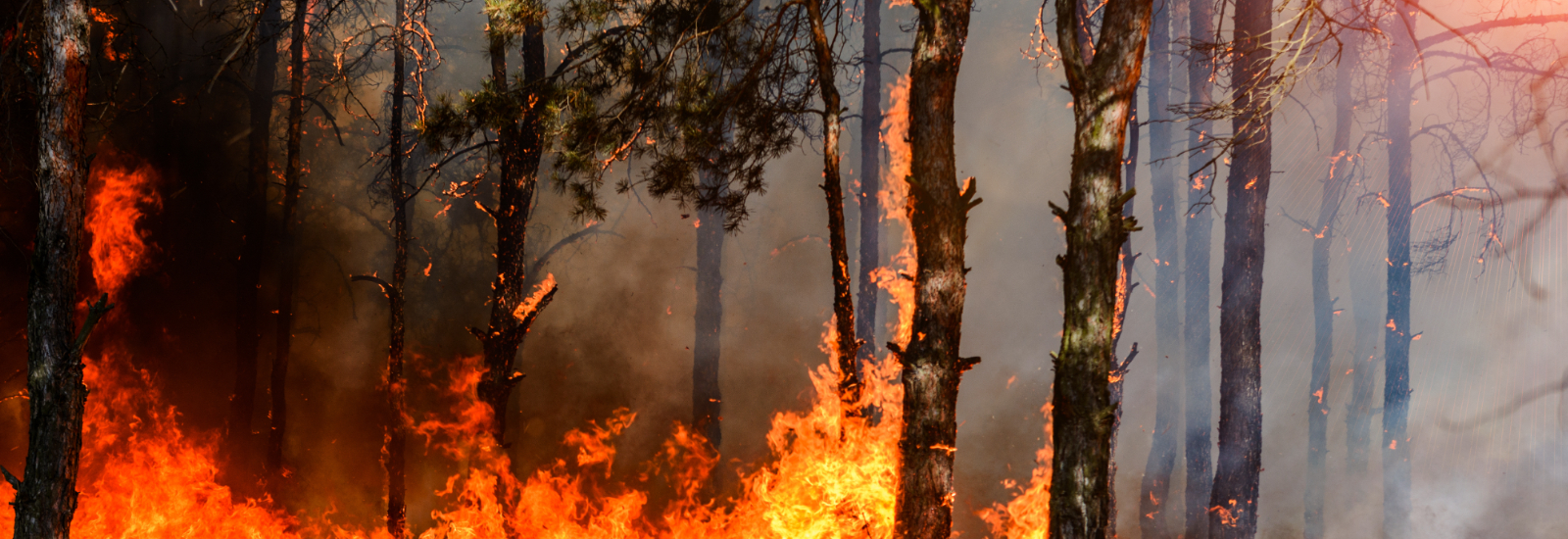 Trees burning in orange flames