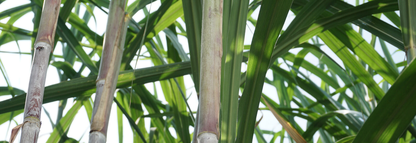 Close-up of sugarcane