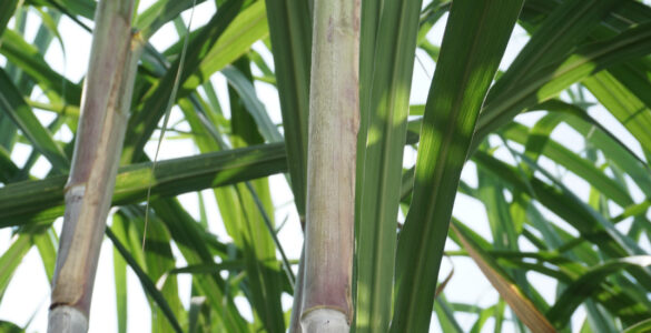 Close-up of sugarcane