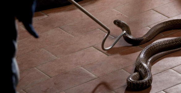 Snake coiled on the floor, with a catcher nearby