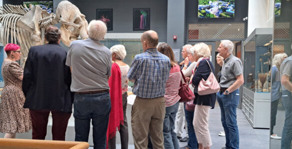 Class if '73 having a tour of the Cole Museum, stood in front of a skeleton of an elephant