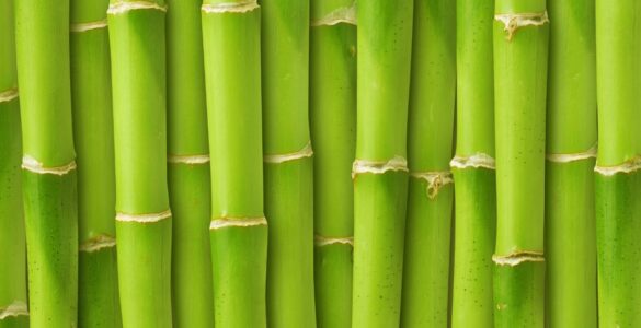 Close-up of bamboo
