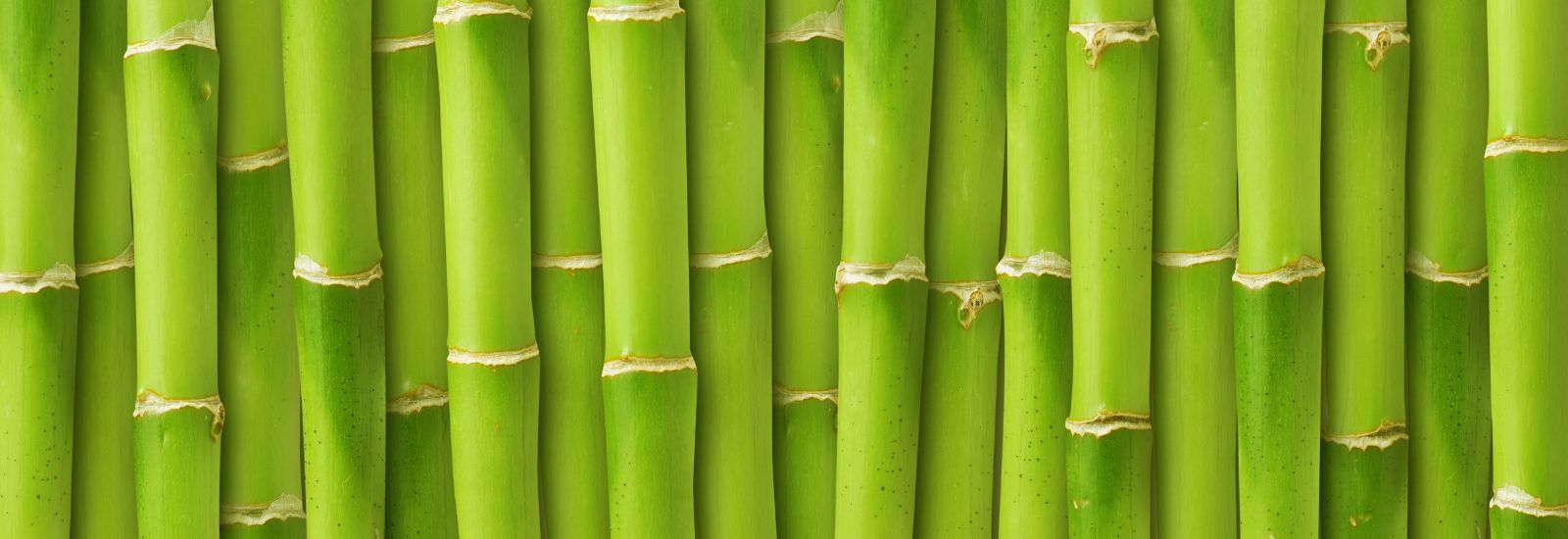 Close-up of bamboo