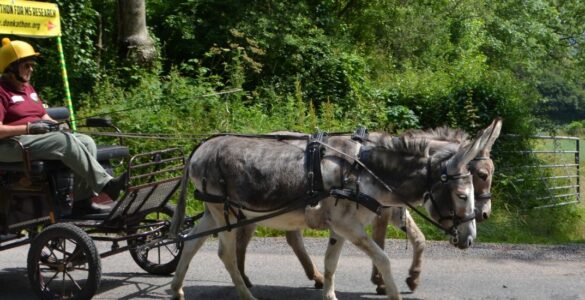 Polly on her Donkathon