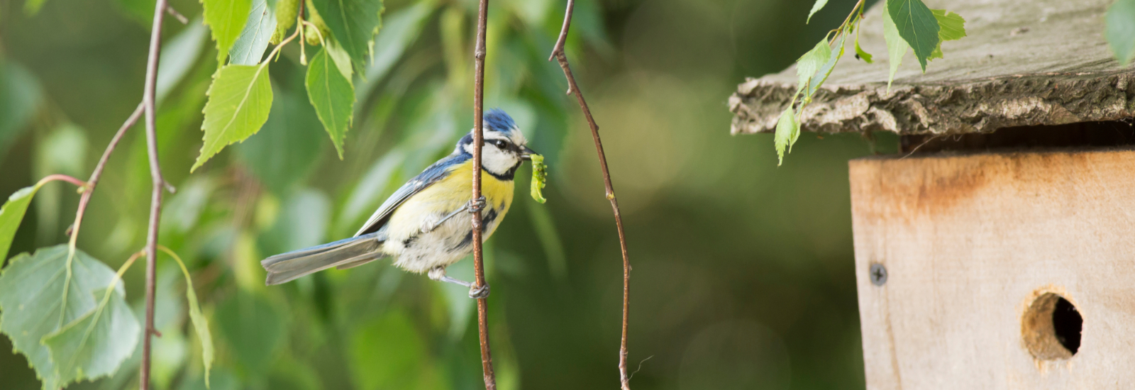 The Wonders Of Wildlife - Connected